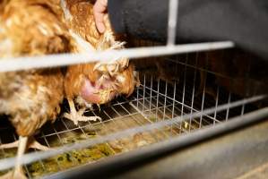 Battery cages - Captured at Daily Fresh Eggs, Lang Lang VIC Australia.