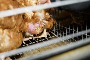 Battery cages - Captured at Daily Fresh Eggs, Lang Lang VIC Australia.