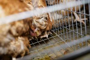 Battery cages - Captured at Daily Fresh Eggs, Lang Lang VIC Australia.