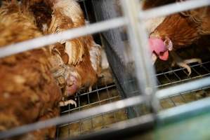 Battery cages - Captured at Daily Fresh Eggs, Lang Lang VIC Australia.