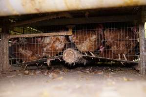 Battery cages - Captured at Daily Fresh Eggs, Lang Lang VIC Australia.