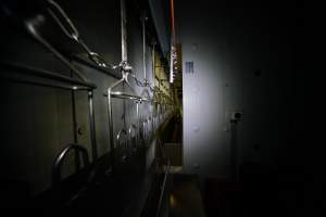 Shackle line from stun bath into kill room - Captured at Luv-A-Duck Abattoir, Nhill VIC Australia.