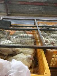 Broilers in crates - Photo by Jaysherrie - Captured at Star Poultry, Keysborough VIC Australia.