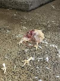 Dead broiler on floor - Photo by Jaysherrie - Captured at Star Poultry, Keysborough VIC Australia.