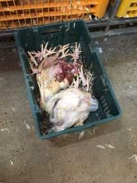 Dead broilers - Photo by Jaysherrie - Captured at Star Poultry, Keysborough VIC Australia.