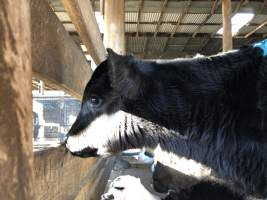 Camden Saleyards - Captured at Camden Livestock Selling Complex, Camden NSW Australia.