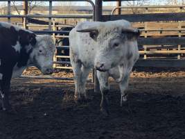 Camden Saleyards - Captured at Camden Livestock Selling Complex, Camden NSW Australia.