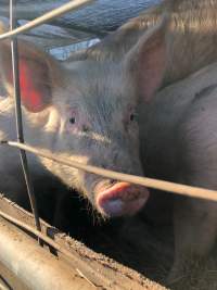 Camden Saleyards - Captured at Camden Livestock Selling Complex, Camden NSW Australia.