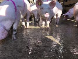 Camden Saleyards - Captured at Camden Livestock Selling Complex, Camden NSW Australia.