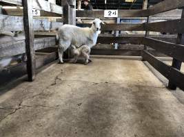 Camden Saleyards - Captured at Camden Livestock Selling Complex, Camden NSW Australia.