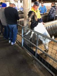 Camden Saleyards - Captured at Camden Livestock Selling Complex, Camden NSW Australia.