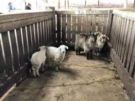 Camden Saleyards - Captured at Camden Livestock Selling Complex, Camden NSW Australia.