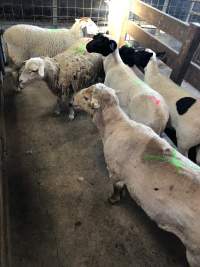 Camden Saleyards - Captured at Camden Livestock Selling Complex, Camden NSW Australia.