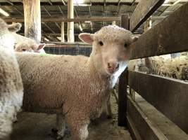 Camden Saleyards - Captured at Camden Livestock Selling Complex, Camden NSW Australia.