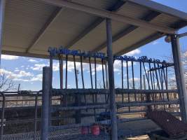 Camden Saleyards - Captured at Camden Livestock Selling Complex, Camden NSW Australia.