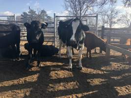 Camden Saleyards - Captured at Camden Livestock Selling Complex, Camden NSW Australia.