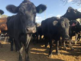 Camden Saleyards - Captured at Camden Livestock Selling Complex, Camden NSW Australia.