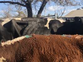 Camden Saleyards - Captured at Camden Livestock Selling Complex, Camden NSW Australia.