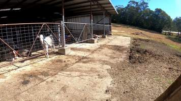 Captured at MB and JG Moore Dairy, Fernbrook NSW Australia.