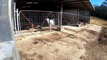 Captured at MB and JG Moore Dairy, Fernbrook NSW Australia.