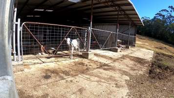 Captured at MB and JG Moore Dairy, Fernbrook NSW Australia.
