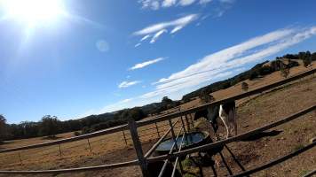 Captured at MB and JG Moore Dairy, Fernbrook NSW Australia.