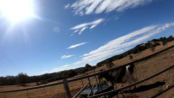 Captured at MB and JG Moore Dairy, Fernbrook NSW Australia.