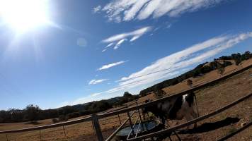 Captured at Dairy farm, Fernbrook NSW Australia.