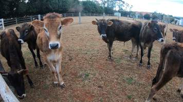 Captured at LA & SJ Cork, Dorrigo NSW Australia.