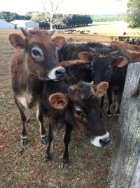 Captured at LA & SJ Cork, Dorrigo NSW Australia.