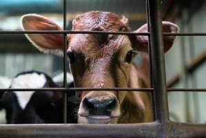 Bobby calf in holding pens - Waste product of dairy industry - Captured at Strath Meats, Strathalbyn SA Australia.