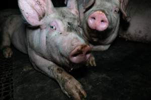 Pigs in holding pens - Captured at Strath Meats, Strathalbyn SA Australia.