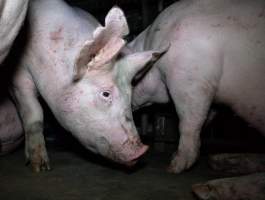 Pigs in holding pens - Captured at Strath Meats, Strathalbyn SA Australia.