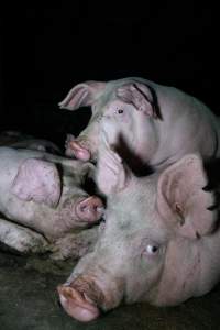 Pigs in holding pens - Captured at Strath Meats, Strathalbyn SA Australia.