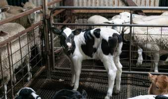 Bobby calf in holding pens - Waste product of dairy industry - Captured at Strath Meats, Strathalbyn SA Australia.