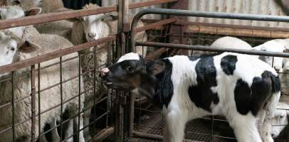 Bobby calf in holding pens - Waste product of dairy industry - Captured at Strath Meats, Strathalbyn SA Australia.