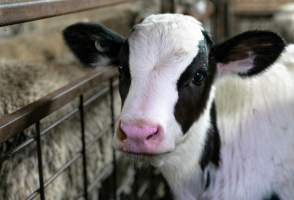 Bobby calf in holding pens - Waste product of dairy industry - Captured at Strath Meats, Strathalbyn SA Australia.