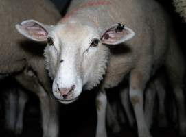 Sheep in holding pens - Captured at Strath Meats, Strathalbyn SA Australia.