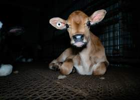 Bobby calf in holding pens - Waste product of dairy industry - Captured at Strath Meats, Strathalbyn SA Australia.