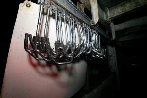 Shackles for sheep - Captured at Strath Meats, Strathalbyn SA Australia.