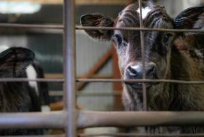 Bobby calf in holding pens - Waste product of dairy industry - Captured at Strath Meats, Strathalbyn SA Australia.