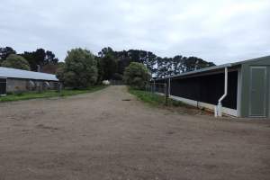 PoultryFarmsAustralia.com.au listing photo - http://www.poultryfarmsaustralia.com.au/property-details/vic/main-ridge/138.html - Captured at Free range Ingham broiler farm, Main Ridge VIC Australia.