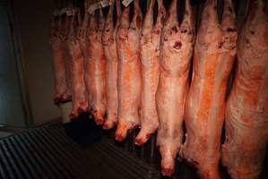 Sheep and pig carcasses in chiller room - Snowtown Abattoir - See more at www.aussieabattoirs.com/slaughterhouses/snowtown - Captured at Snowtown Abattoir, Snowtown SA Australia.