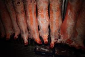 Sheep and pig carcasses in chiller room - Snowtown Abattoir - See more at www.aussieabattoirs.com/slaughterhouses/snowtown - Captured at Snowtown Abattoir, Snowtown SA Australia.