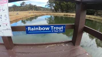 Captured at L P Dutton Trout Hatchery, Ebor NSW Australia.