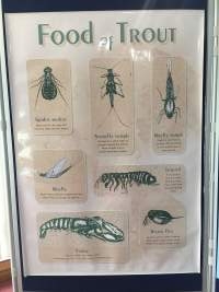 A sign displaying their natural food - Captured at L P Dutton Trout Hatchery, Ebor NSW Australia.