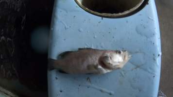 A dead baby - Captured at Tailor Made Fish Farm, Bobs Farm NSW Australia.