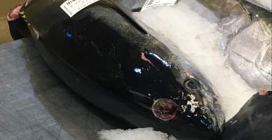 Ike Jime - drilling a hole in the fishes head - a way of killing to make sashimi - Captured at Sydney Fish Market, Pyrmont NSW Australia.
