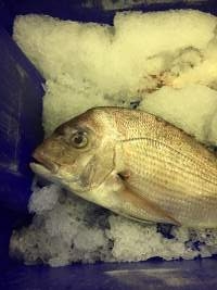 Captured at Sydney Fish Market, Pyrmont NSW Australia.