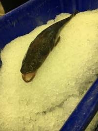 Captured at Sydney Fish Market, Pyrmont NSW Australia.